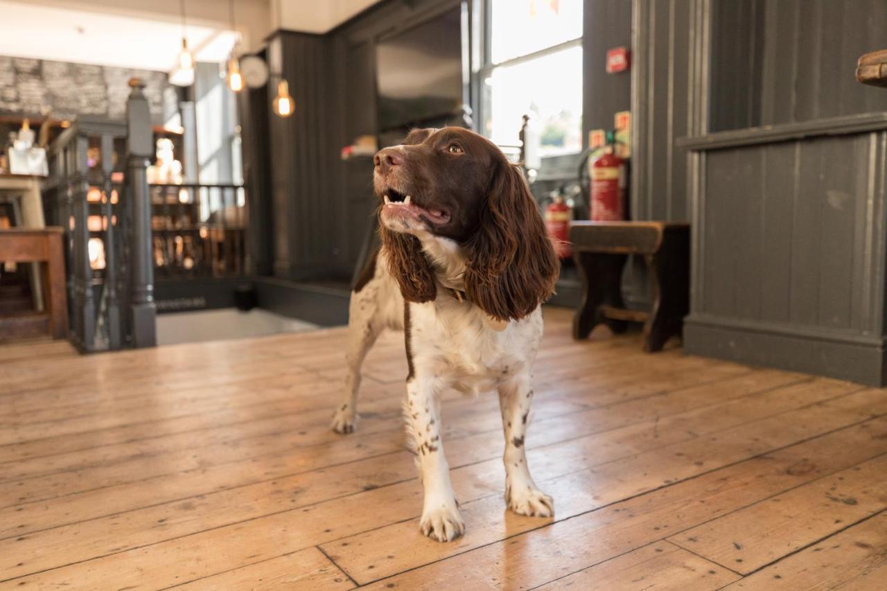a brown and white dog standing on a wooden floor at The Black Fox in Bath